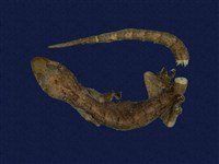 藏品(鉛山壁虎)的圖片